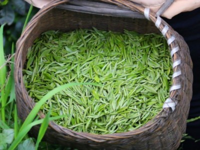 丽江华坪县雪龙春茶业种植基地 供应量 20吨