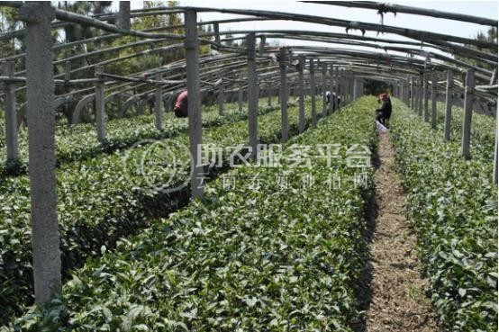 丽江华坪县雪龙春茶业种植基地 供应量 20吨图2