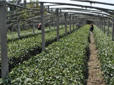 丽江华坪县雪龙春茶业种植基地 供应量 20吨图2