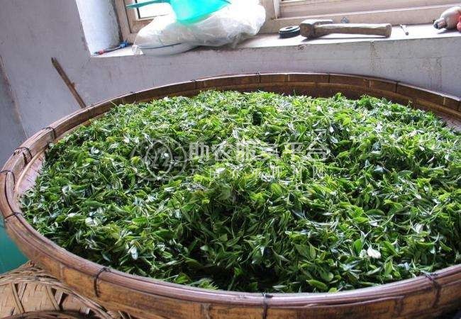 丽江华坪县雪龙春茶业种植基地 供应量 20吨图3