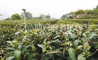 丽江华坪县雪龙春茶业种植基地 供应量 20吨图4