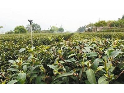 丽江华坪县雪龙春茶业种植基地 供应量 20吨图4