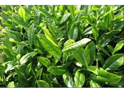 丽江华坪县雪龙春茶业种植基地 供应量 20吨图5