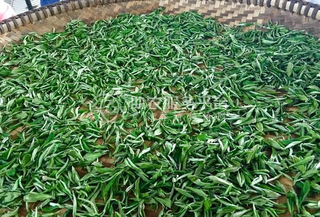 丽江华坪县雪龙春茶业种植基地 供应量 20吨图6