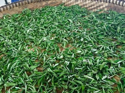 丽江华坪县雪龙春茶业种植基地 供应量 20吨图6