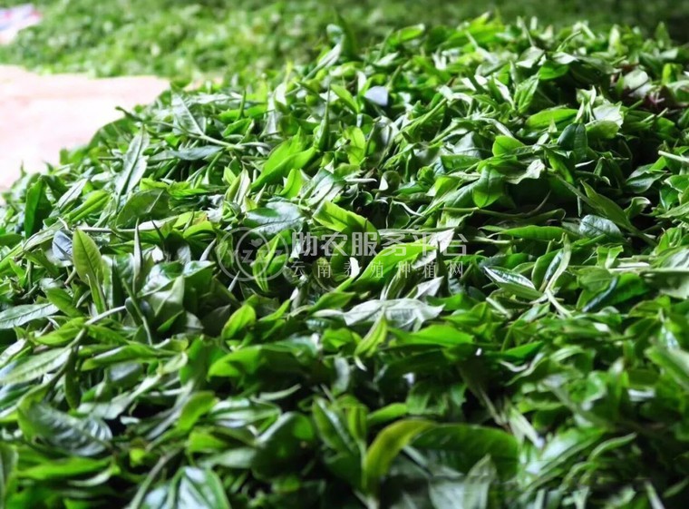 丽江华坪县雪龙春茶业种植基地 供应量 20吨图8