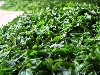丽江华坪县雪龙春茶业种植基地 供应量 20吨图8