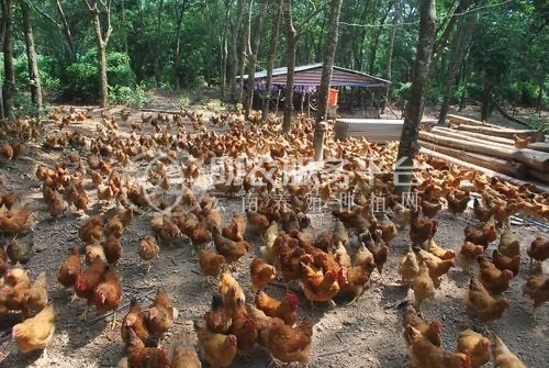 保山生态土鸡养殖专业合作社供应量1000只图2