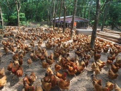 保山生态土鸡养殖专业合作社供应量1000只图2