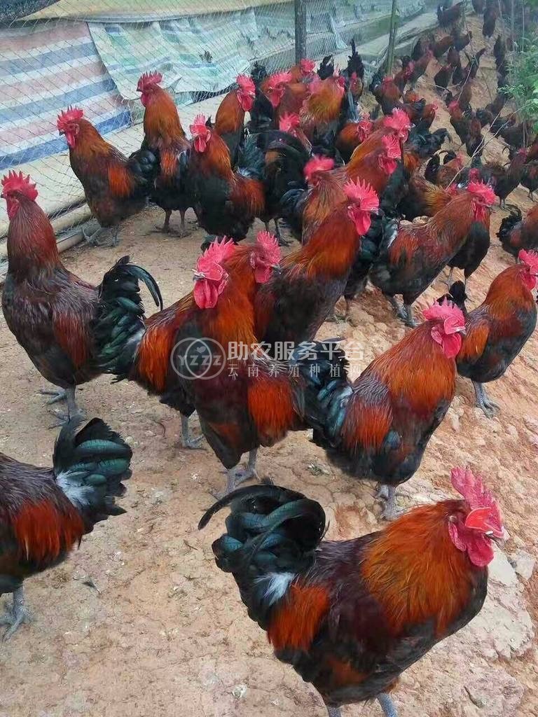 保山生态土鸡养殖专业合作社供应量1000只图3