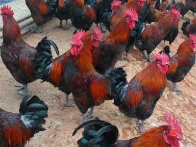 保山生态土鸡养殖专业合作社供应量1000只图3