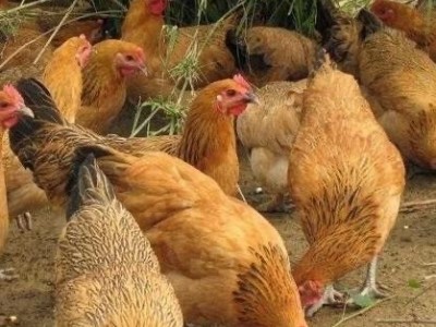 保山生态土鸡养殖专业合作社供应量1000只图4