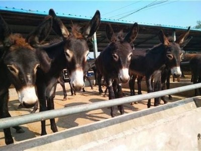 红河驴养殖基地供应量6万头图7