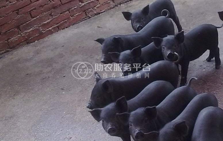 保山黑土猪养殖专业合作社供应量200头图1