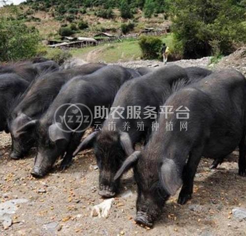 保山黑土猪养殖专业合作社供应量200头图2