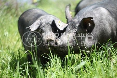 保山黑土猪养殖专业合作社供应量200头图4