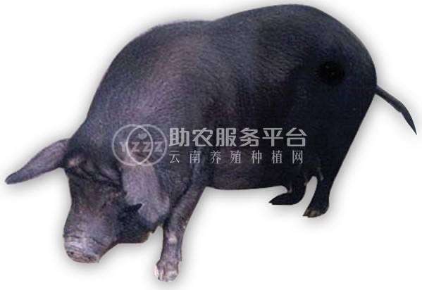 保山黑土猪养殖专业合作社供应量200头图5