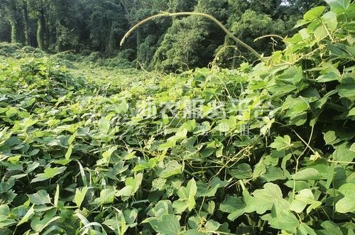 怒江葛根种植基地供应20吨图2