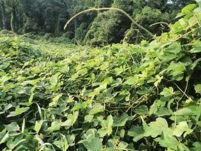 怒江葛根种植基地供应20吨图2