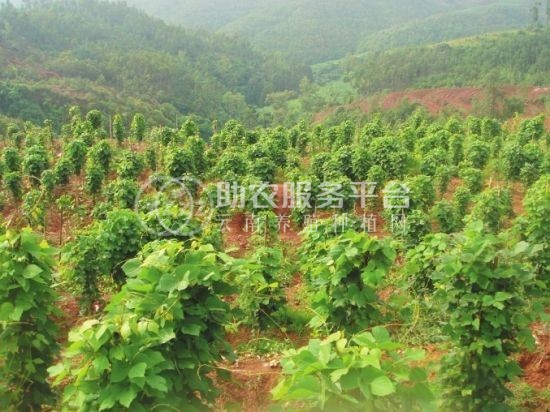 怒江葛根种植基地供应20吨图3