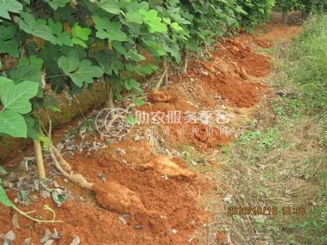 怒江葛根种植基地供应20吨图4