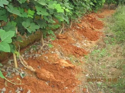 怒江葛根种植基地供应20吨图4