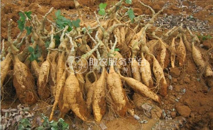 怒江葛根种植基地供应20吨图5
