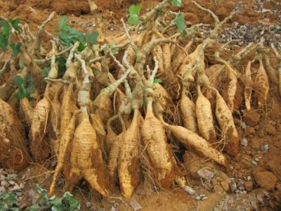 怒江葛根种植基地供应20吨图5