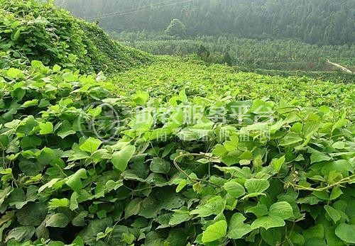 怒江葛根种植基地供应20吨图6