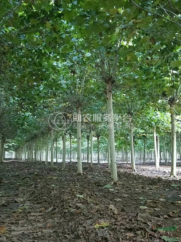 丽江永胜县普天阳光苗木种植基地 供应量 30000棵图1