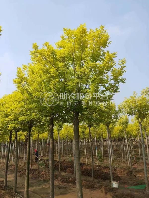 丽江永胜县普天阳光苗木种植基地 供应量 30000棵图2