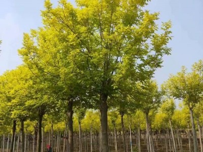 丽江永胜县普天阳光苗木种植基地 供应量 30000棵图2