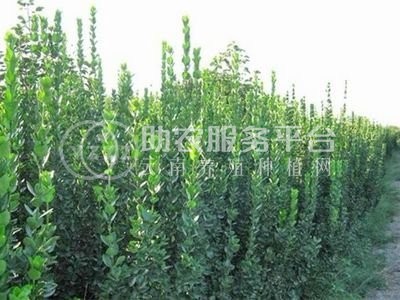 丽江永胜县普天阳光苗木种植基地 供应量 30000棵图3