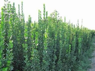 丽江永胜县普天阳光苗木种植基地 供应量 30000棵图3