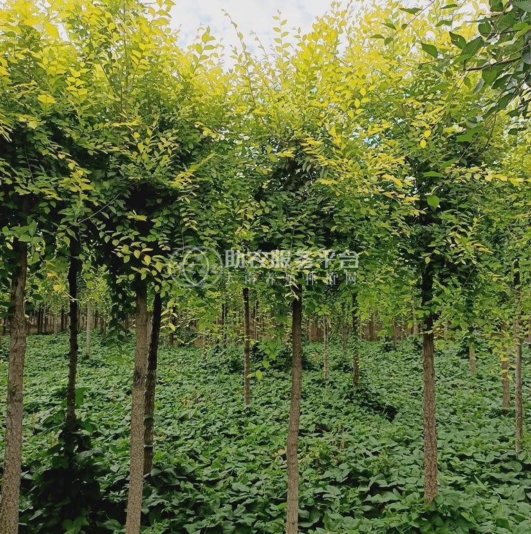 丽江永胜县普天阳光苗木种植基地 供应量 30000棵图4