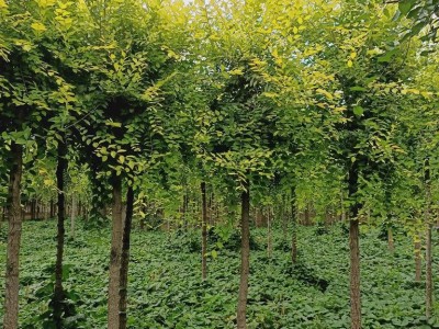 丽江永胜县普天阳光苗木种植基地 供应量 30000棵图4