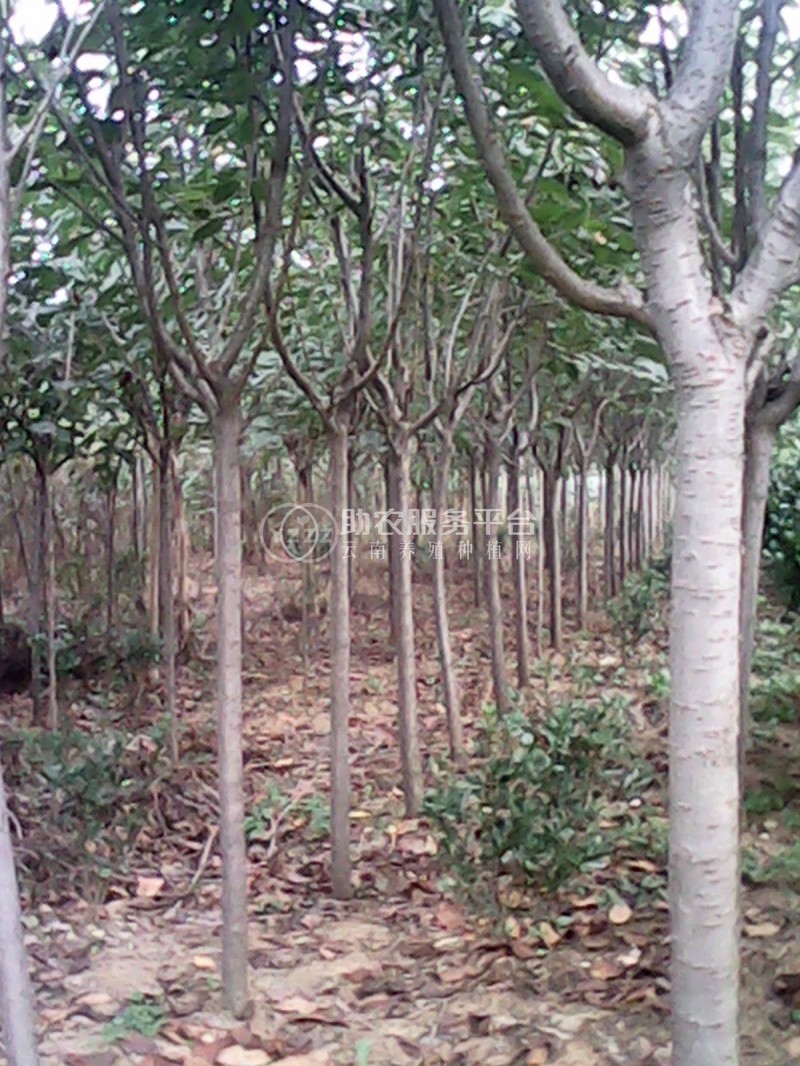 丽江永胜县普天阳光苗木种植基地 供应量 30000棵图5
