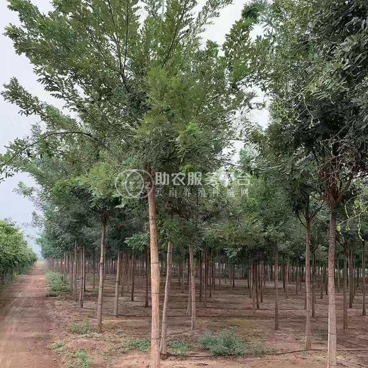 丽江永胜县普天阳光苗木种植基地 供应量 30000棵图6