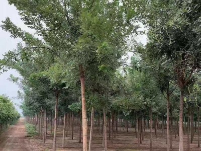 丽江永胜县普天阳光苗木种植基地 供应量 30000棵图6