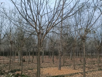 丽江永胜县普天阳光苗木种植基地 供应量 30000棵图7