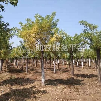 丽江永胜县普天阳光苗木种植基地 供应量 30000棵图8