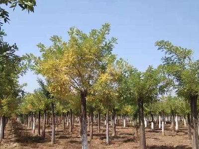 丽江永胜县普天阳光苗木种植基地 供应量 30000棵图8