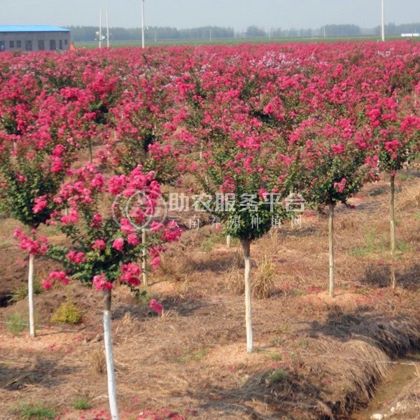 丽江永胜县普天阳光苗木种植基地 供应量 30000棵图9