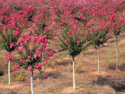 丽江永胜县普天阳光苗木种植基地 供应量 30000棵图9