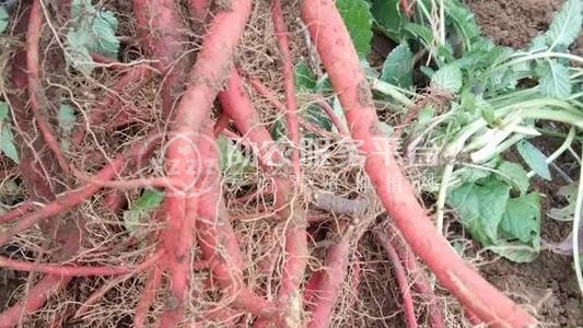 怒江丹参种植基地供应10吨图2