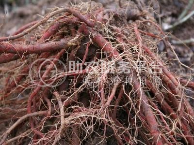 怒江丹参种植基地供应10吨图4