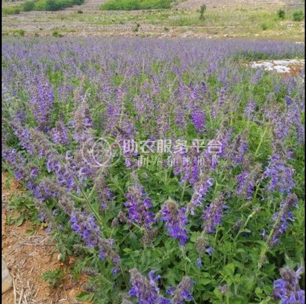 怒江丹参种植基地供应10吨图5