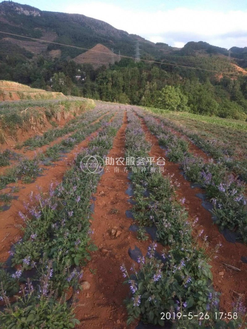 怒江丹参种植基地供应10吨图6