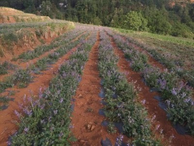 怒江丹参种植基地供应10吨图6