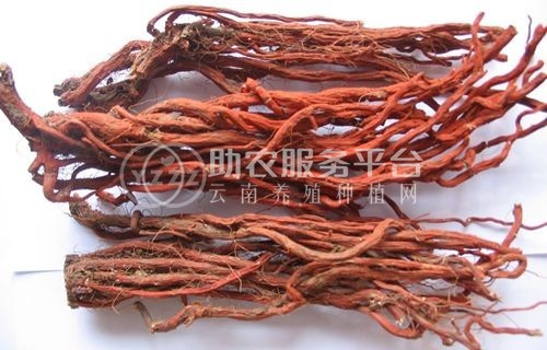 怒江丹参种植基地供应10吨图7